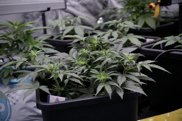 Cosmic Noodles a Zamnesia Dish. Week 5 - initial 18/6 period