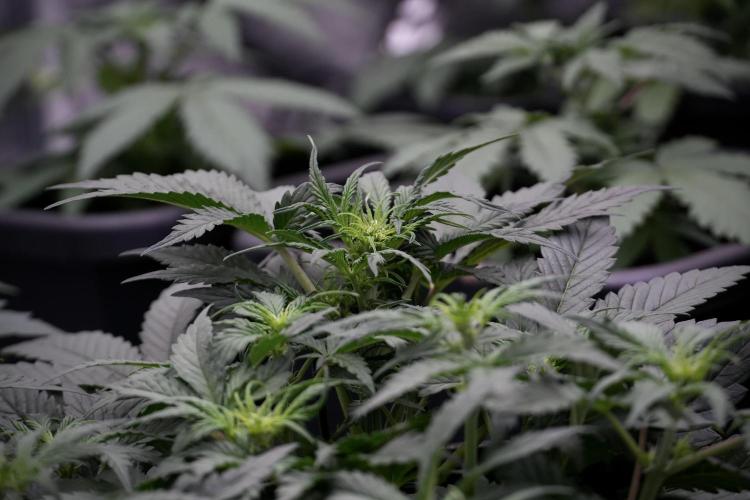 Cosmic Noodles a Zamnesia Dish. Week 5 - initial 18/6 period