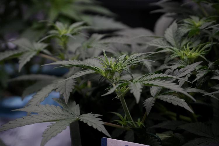 Cosmic Noodles a Zamnesia Dish. Week 5 - initial 18/6 period