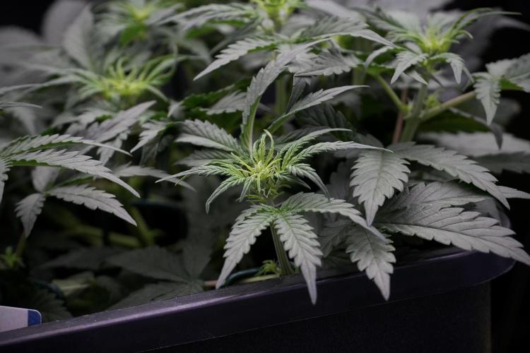 Cosmic Noodles a Zamnesia Dish. Week 5 - initial 18/6 period