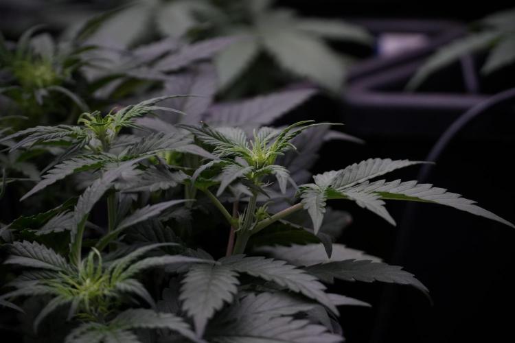 Cosmic Noodles a Zamnesia Dish. Week 5 - initial 18/6 period