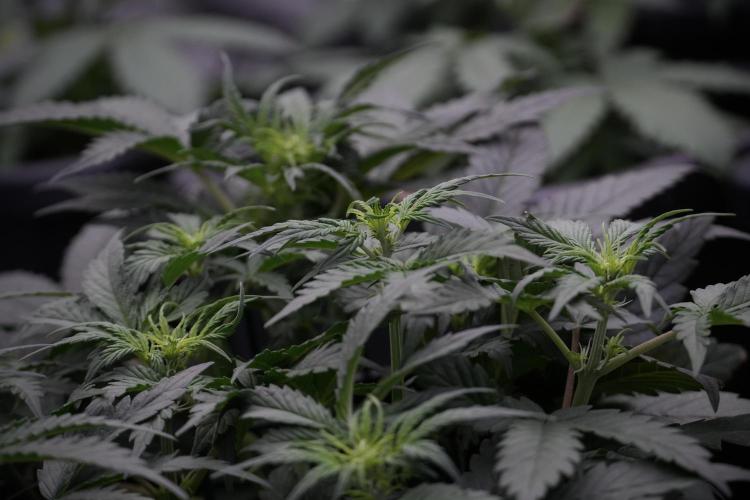 Cosmic Noodles a Zamnesia Dish. Week 5 - initial 18/6 period