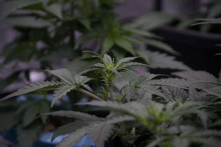 Cosmic Noodles a Zamnesia Dish. Week 5 - initial 18/6 period