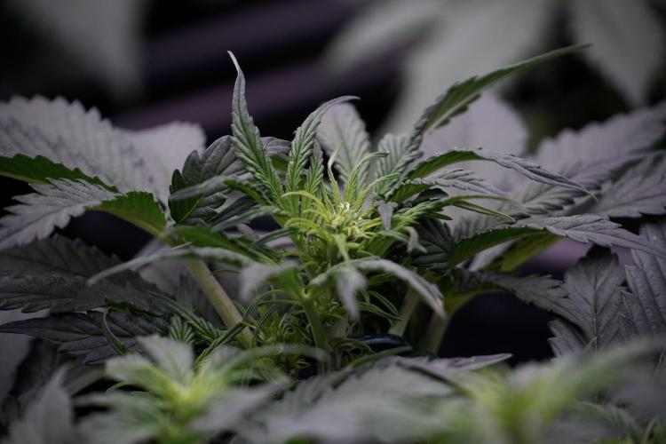 Cosmic Noodles a Zamnesia Dish. Week 5 - initial 18/6 period