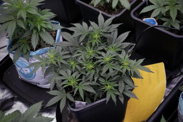 Cosmic Noodles a Zamnesia Dish. Week 5 - initial 18/6 period