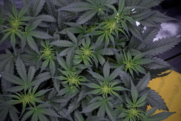 Cosmic Noodles a Zamnesia Dish. Week 5 - initial 18/6 period