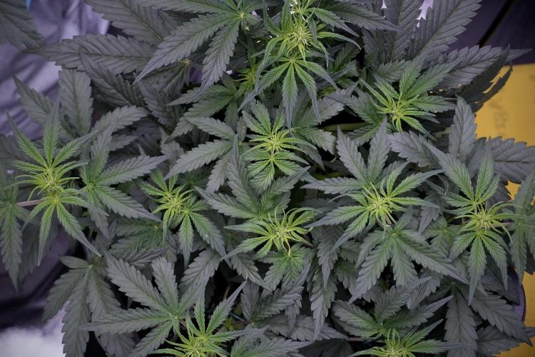 Cosmic Noodles a Zamnesia Dish. Week 5 - initial 18/6 period