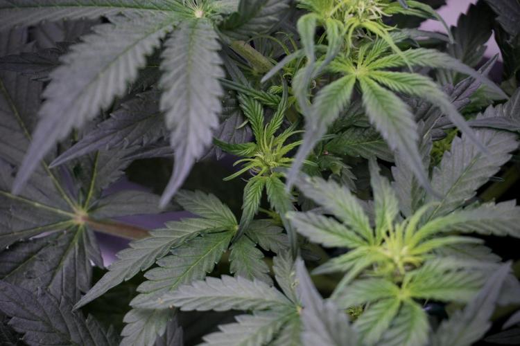 Cosmic Noodles a Zamnesia Dish. Week 5 - initial 18/6 period