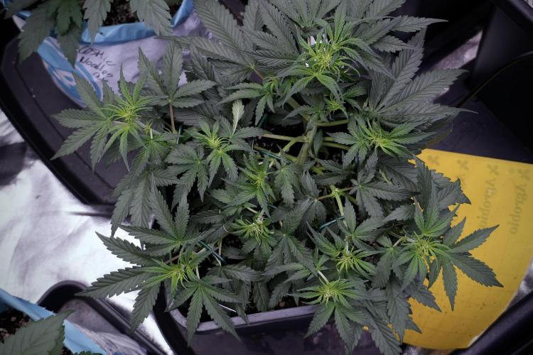 Cosmic Noodles a Zamnesia Dish. Week 5 - initial 18/6 period