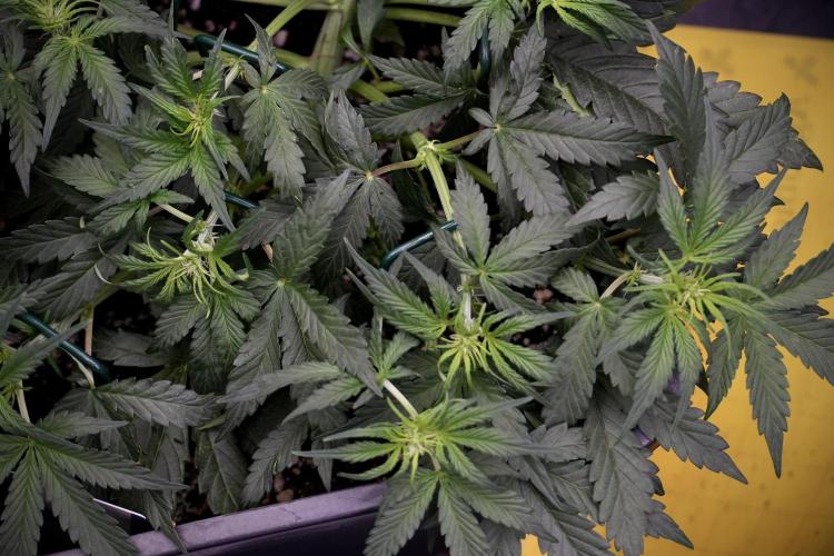 Cosmic Noodles a Zamnesia Dish. Week 5 - initial 18/6 period