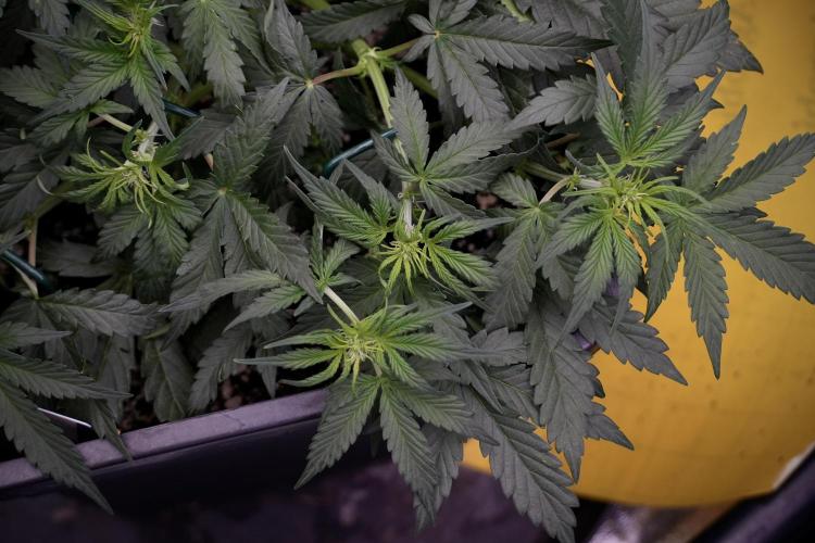 Cosmic Noodles a Zamnesia Dish. Week 5 - initial 18/6 period