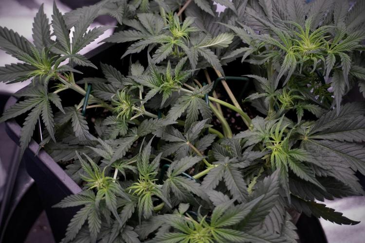 Cosmic Noodles a Zamnesia Dish. Week 5 - initial 18/6 period