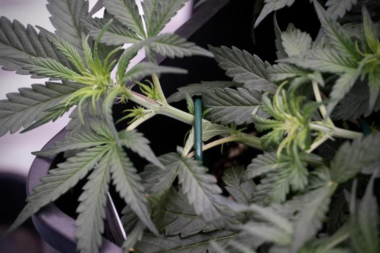 Cosmic Noodles a Zamnesia Dish. Week 5 - initial 18/6 period