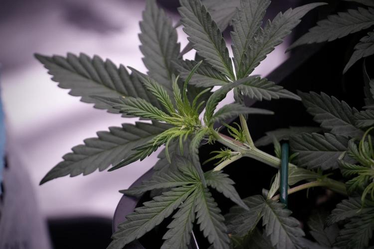 Cosmic Noodles a Zamnesia Dish. Week 5 - initial 18/6 period