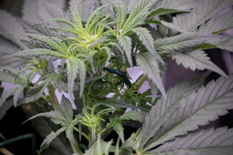 Cosmic Noodles a Zamnesia Dish. Week 5 - initial 18/6 period