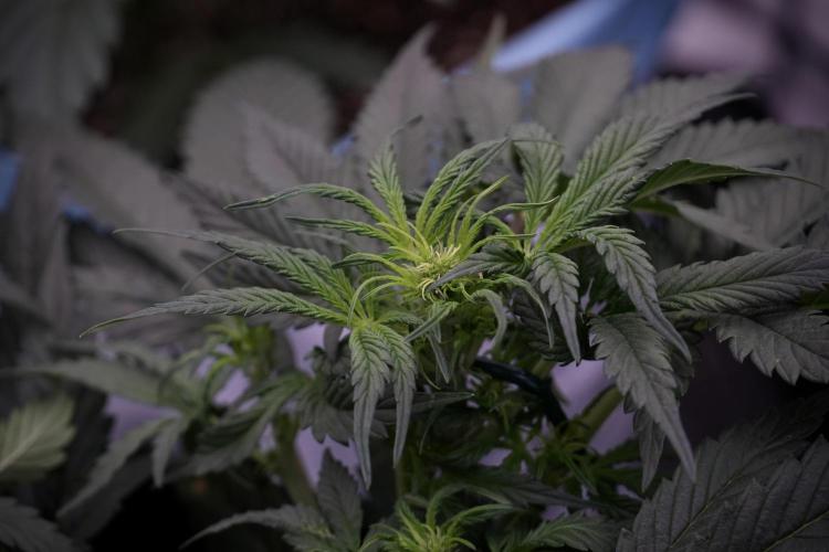 Cosmic Noodles a Zamnesia Dish. Week 5 - initial 18/6 period