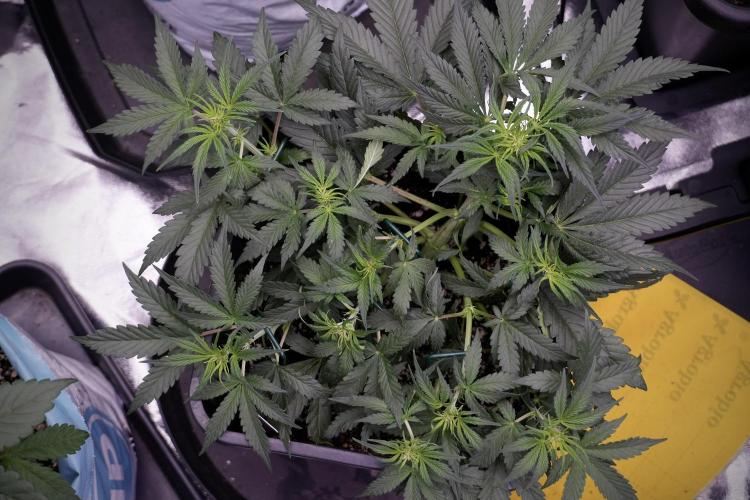 Cosmic Noodles a Zamnesia Dish. Week 5 - initial 18/6 period