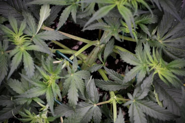 Cosmic Noodles a Zamnesia Dish. Week 5 - initial 18/6 period