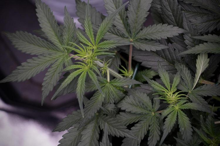 Cosmic Noodles a Zamnesia Dish. Week 5 - initial 18/6 period