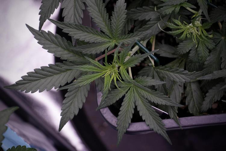 Cosmic Noodles a Zamnesia Dish. Week 5 - initial 18/6 period