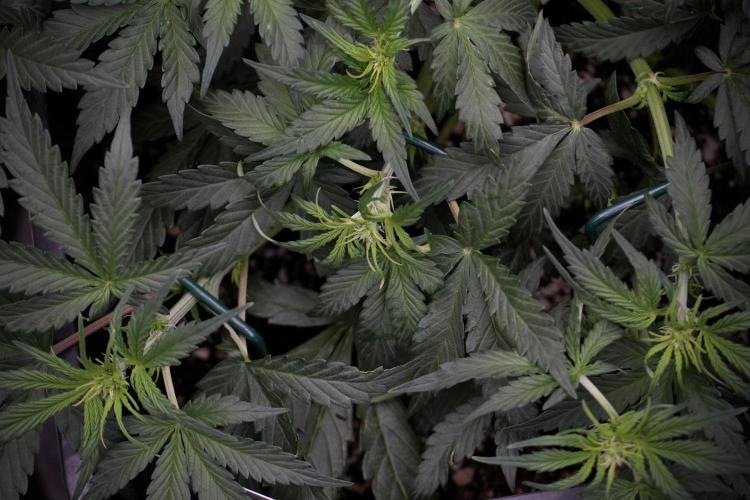 Cosmic Noodles a Zamnesia Dish. Week 5 - initial 18/6 period