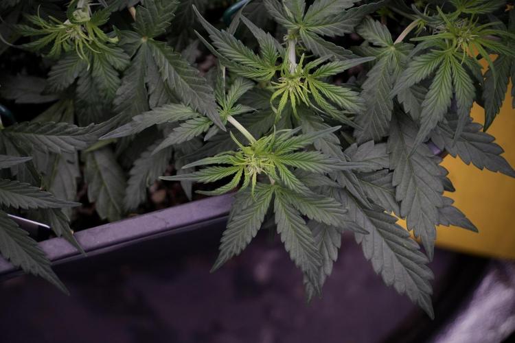 Cosmic Noodles a Zamnesia Dish. Week 5 - initial 18/6 period