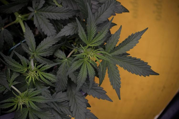 Cosmic Noodles a Zamnesia Dish. Week 5 - initial 18/6 period