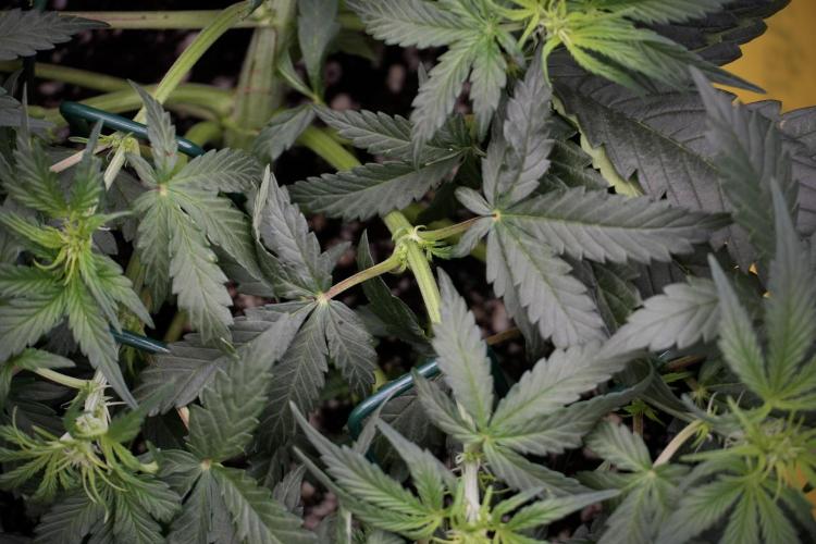 Cosmic Noodles a Zamnesia Dish. Week 5 - initial 18/6 period