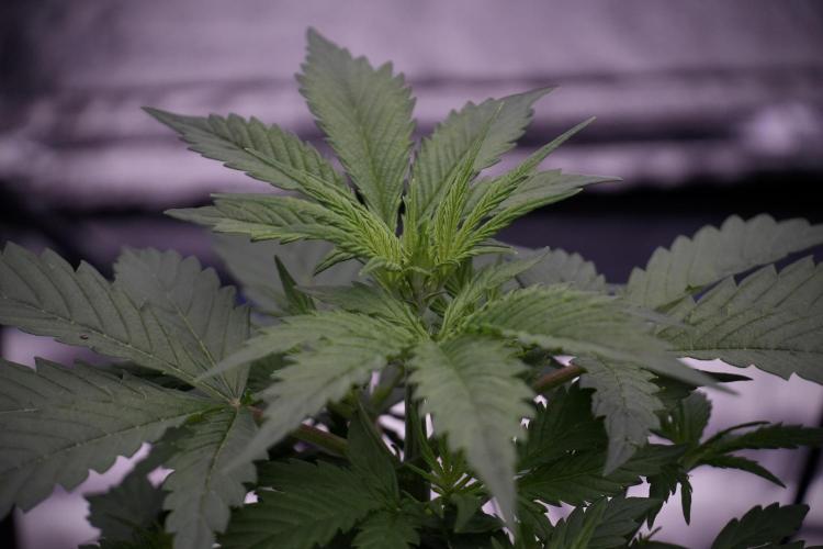 Cosmic Noodles a Zamnesia Dish. Week 5 - 12/12 from seed