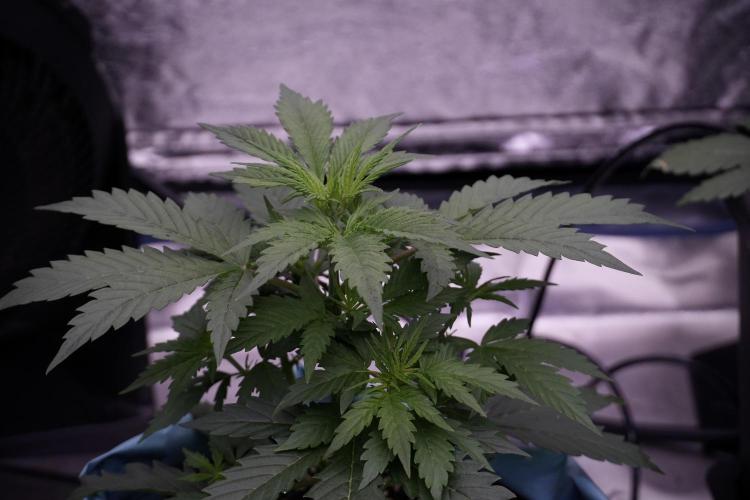 Cosmic Noodles a Zamnesia Dish. Week 5 - 12/12 from seed