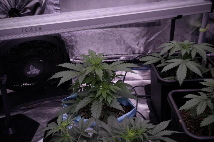 Cosmic Noodles a Zamnesia Dish. Week 5 - 12/12 from seed