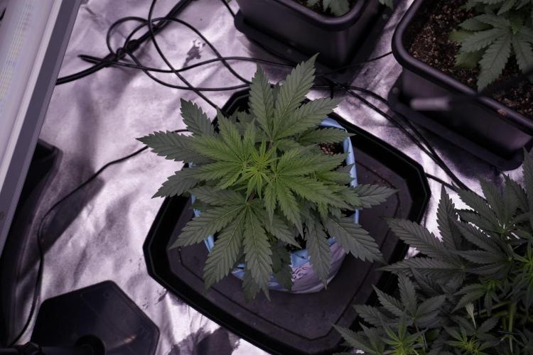 Cosmic Noodles a Zamnesia Dish. Week 5 - 12/12 from seed