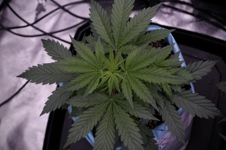 Cosmic Noodles a Zamnesia Dish. Week 5 - 12/12 from seed