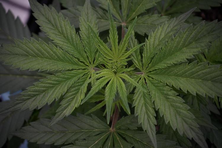 Cosmic Noodles a Zamnesia Dish. Week 5 - 12/12 from seed