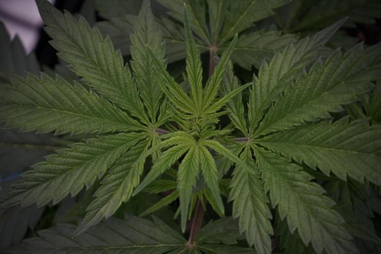 Cosmic Noodles a Zamnesia Dish. Week 5 - 12/12 from seed