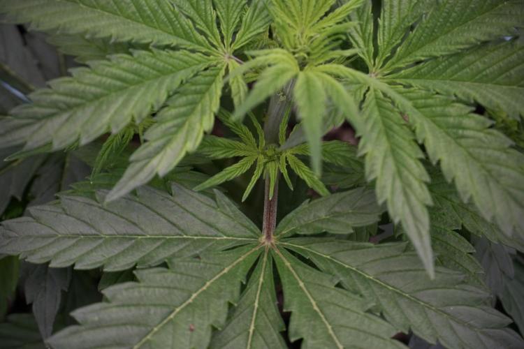 Cosmic Noodles a Zamnesia Dish. Week 5 - 12/12 from seed