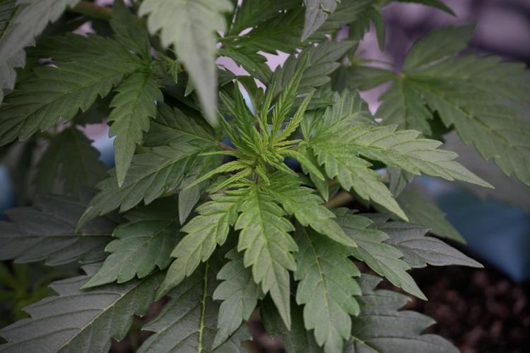 Cosmic Noodles a Zamnesia Dish. Week 5 - 12/12 from seed