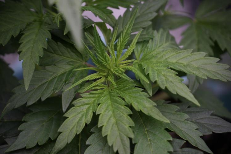 Cosmic Noodles a Zamnesia Dish. Week 5 - 12/12 from seed