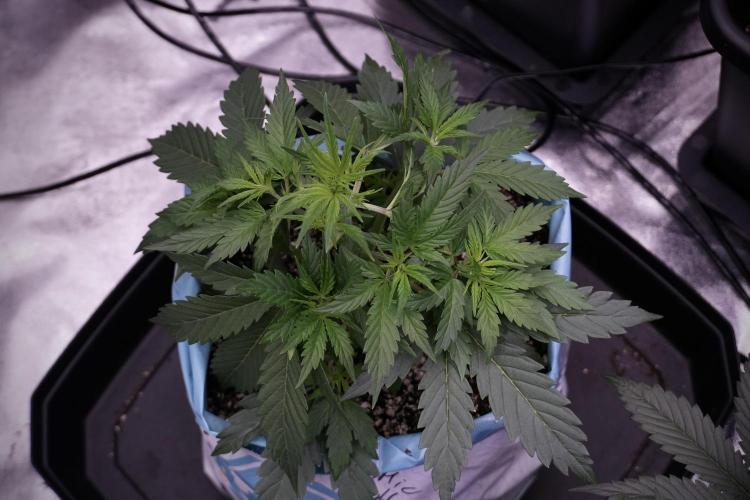 Cosmic Noodles a Zamnesia Dish. Week 5 - 12/12 from seed