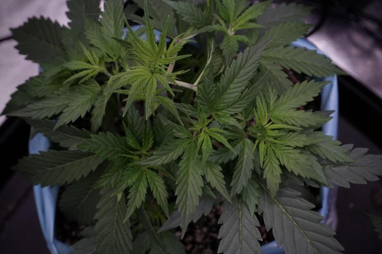 Cosmic Noodles a Zamnesia Dish. Week 5 - 12/12 from seed