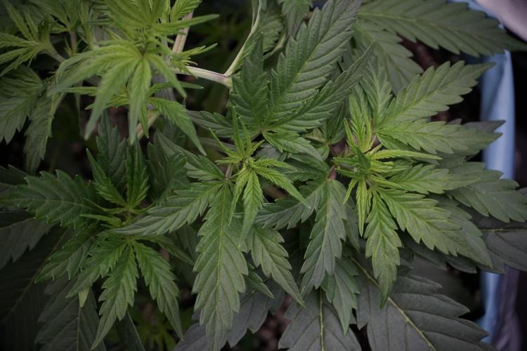 Cosmic Noodles a Zamnesia Dish. Week 5 - 12/12 from seed