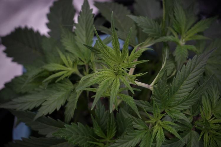 Cosmic Noodles a Zamnesia Dish. Week 5 - 12/12 from seed