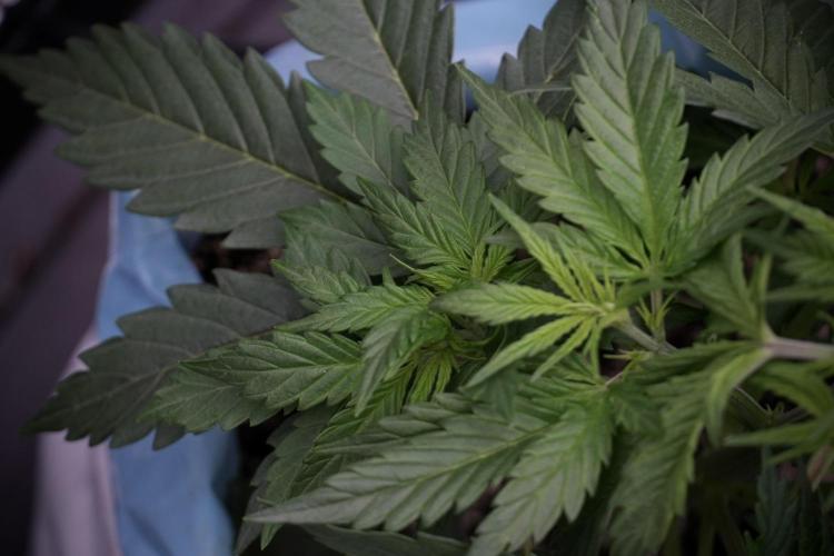 Cosmic Noodles a Zamnesia Dish. Week 5 - 12/12 from seed