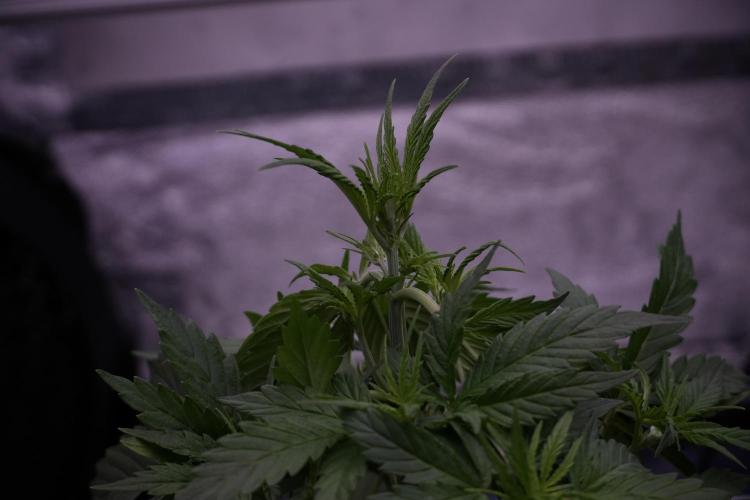 Cosmic Noodles a Zamnesia Dish. Week 5 - 12/12 from seed