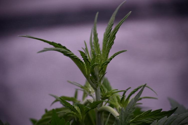 Cosmic Noodles a Zamnesia Dish. Week 5 - 12/12 from seed