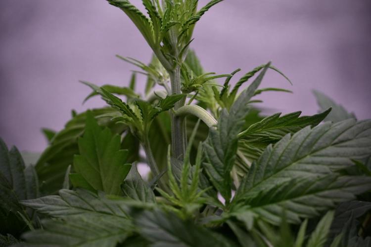 Cosmic Noodles a Zamnesia Dish. Week 5 - 12/12 from seed