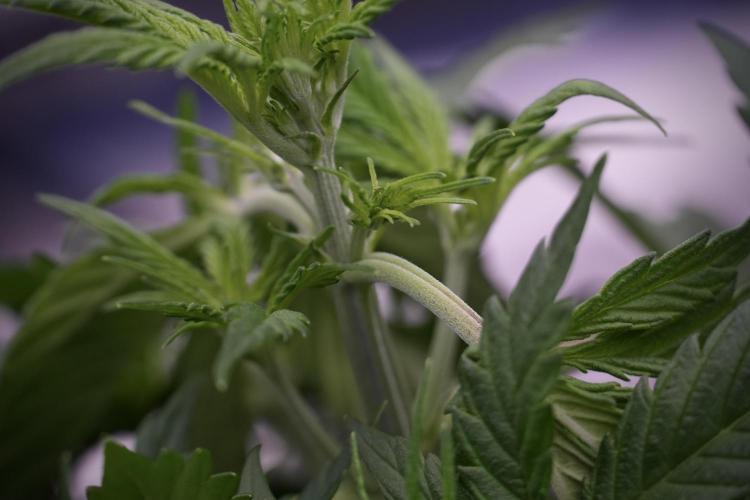 Cosmic Noodles a Zamnesia Dish. Week 5 - 12/12 from seed