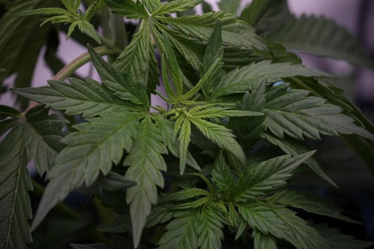 Cosmic Noodles a Zamnesia Dish. Week 5 - 12/12 from seed