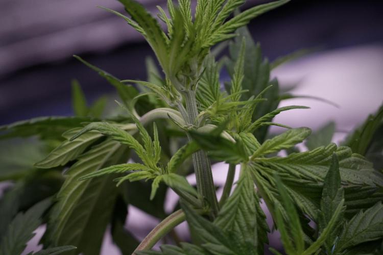 Cosmic Noodles a Zamnesia Dish. Week 5 - 12/12 from seed