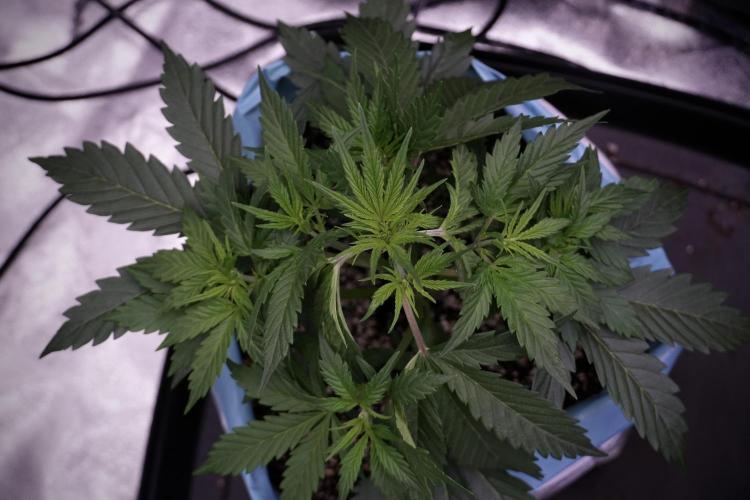 Cosmic Noodles a Zamnesia Dish. Week 5 - 12/12 from seed